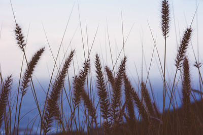 Close-up of plants