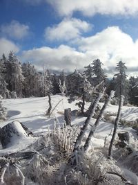 Snow covered plants and trees against sky