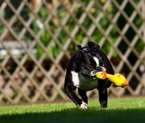 Dog playing outdoors