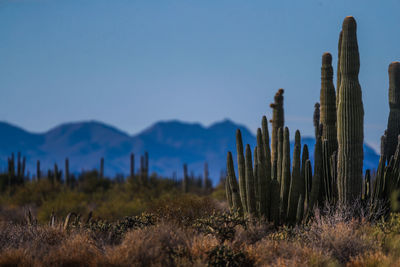 Cactus plants growing on field against blue sky