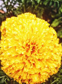 Close-up of yellow flower blooming outdoors