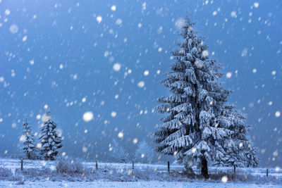 Trees on snow covered field