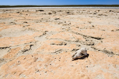 Animal skull on cracked hot ground in desert with blue sky