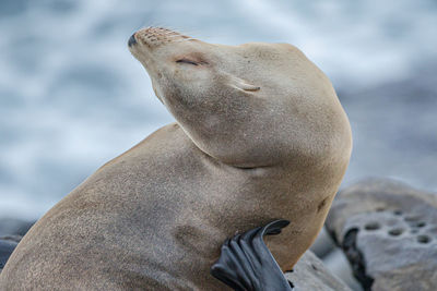 Ahh that feels good when you can scratch an itch in the right spot  sea lion on the rocky shore