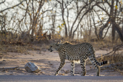 Side view of a cat on ground