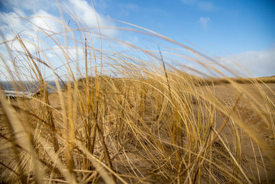 Close-up of wheat field against sky