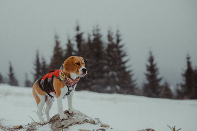 Dog looking away on snow covered land