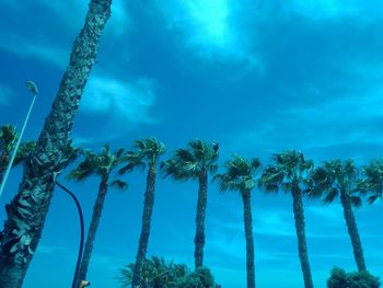 Palm trees against blue sky