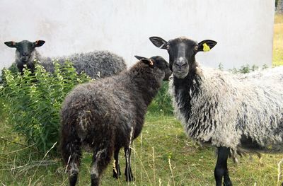 Portrait of sheep on field