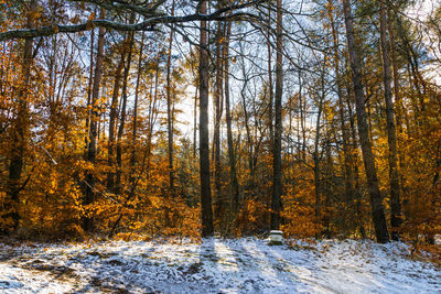 Trees in forest during winter