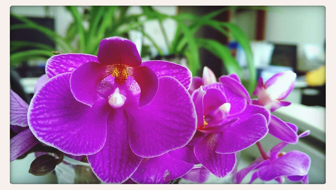 flower, transfer print, petal, flower head, purple, freshness, fragility, auto post production filter, close-up, growth, beauty in nature, blooming, focus on foreground, nature, plant, pink color, in bloom, day, no people, orchid