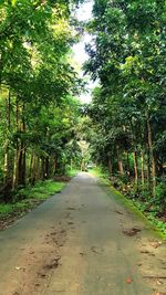 Road amidst trees in forest