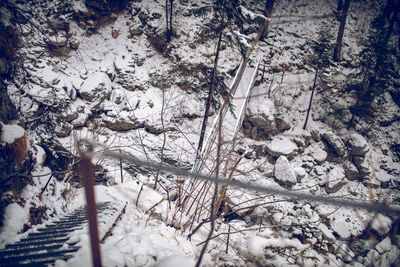 Snow covered plants and trees on field