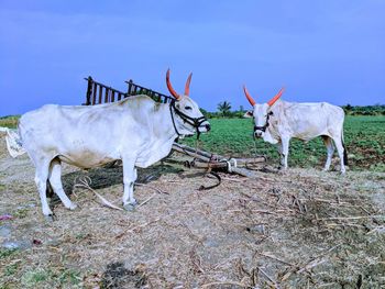 Bulls standing in a field