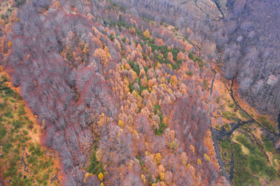 High angle view of trees in forest