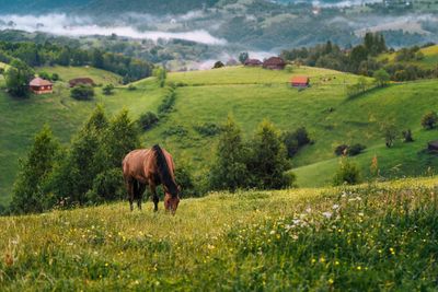 Horse grazing on meadow against misty mountains in summer