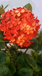 Close-up of orange flowers