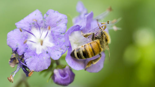 Close-up of bee pollinating on purple flower