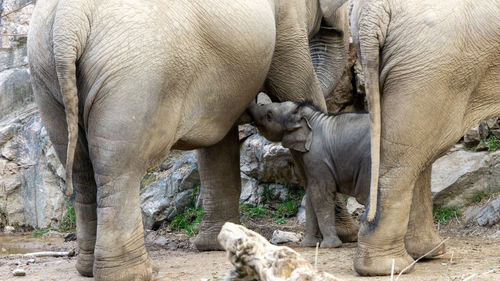 Side view of elephant in zoo