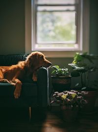 Dog sitting on sofa at home