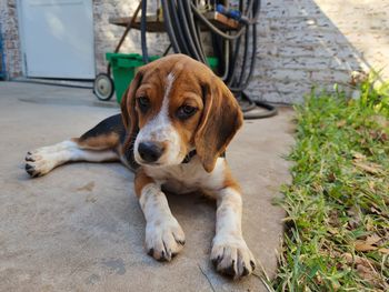 Dog posing on concrete