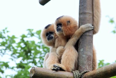 Low angle view of monkey sitting on tree