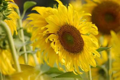 Close-up of yellow flowering plant on field