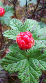 Close-up of strawberry growing on plant