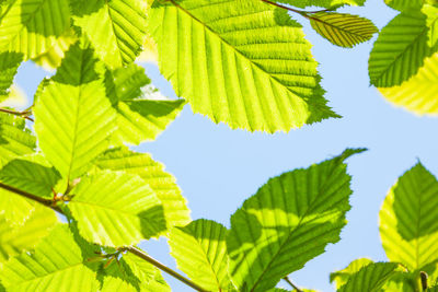 Low angle view of leaves against sky