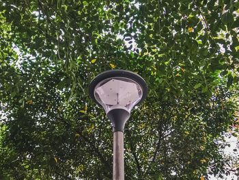 Low angle view of trees