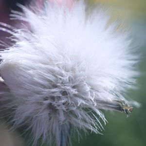 Close-up of dandelion flower