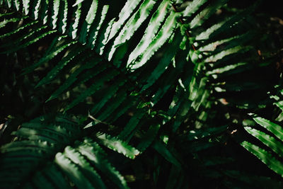 Full frame shot of fresh green leaves