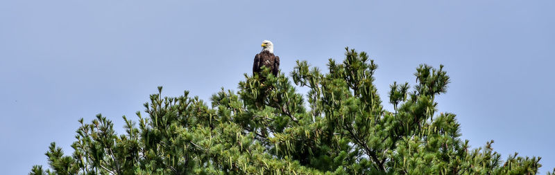 Low angle view of bald eagle perching on tree against clear sky