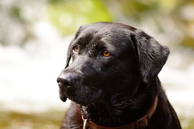 Close-up of wet black labrador