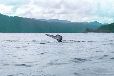 Whale swimming in sea against cloudy sky