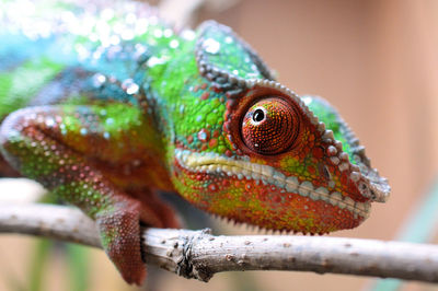 Close-up of lizard