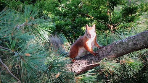 Squirrel on a tree