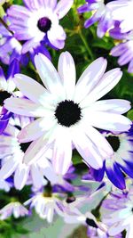 Close-up of purple flowers