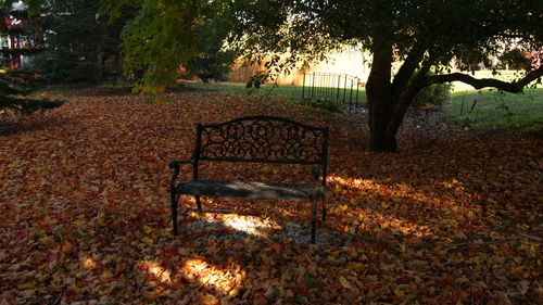 Trees in park during autumn