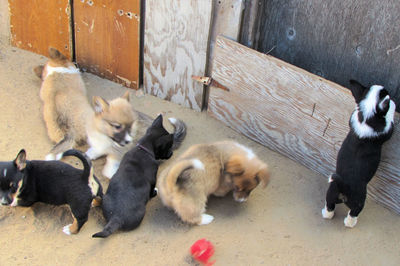 High angle view of puppy on floor