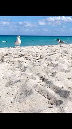 Birds on beach against sky