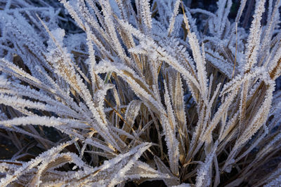 frost