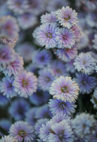 Close-up of purple flowering plants