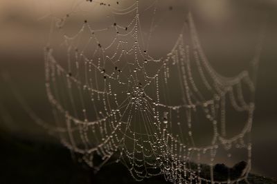 Close-up of wet spider web