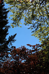 Low angle view of trees against sky