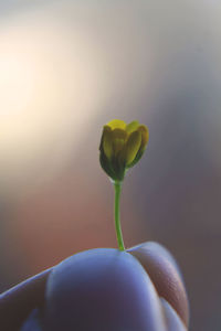 Cropped image of woman holding tiny yellow flower