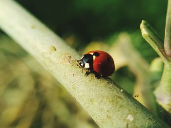 Close-up of ladybug on leaf