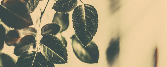 Close-up of leaves against sky