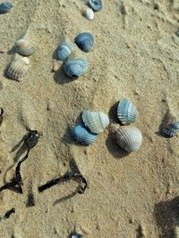 Close-up of seashells on beach