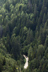 High angle view of pine trees in forest and a road in the middle